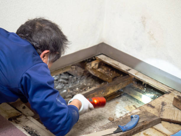 Best Mold Removal Specialists  in Manitowoc, WI
