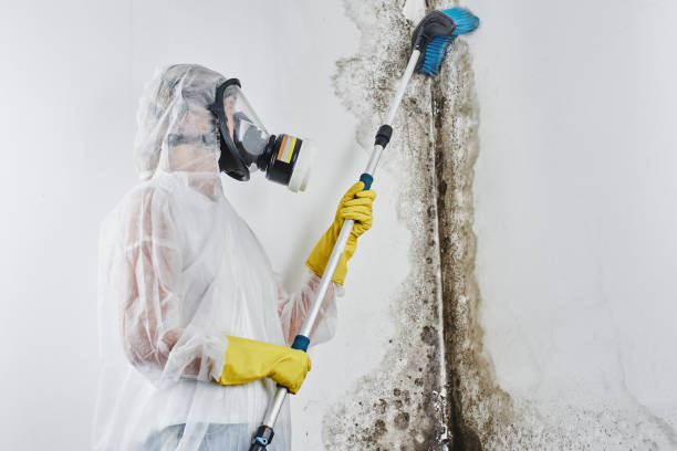 Best Home Mold Removal  in Manitowoc, WI