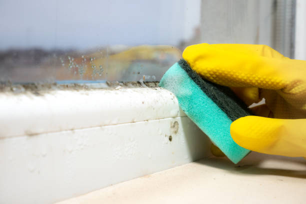 Best Emergency Mold Removal  in Manitowoc, WI