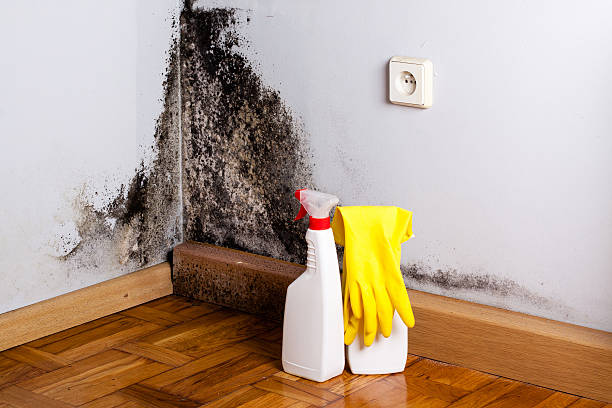 Best Certified Mold Removal  in Manitowoc, WI