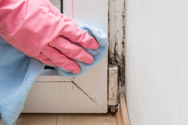 Best Home Mold Removal  in Manitowoc, WI